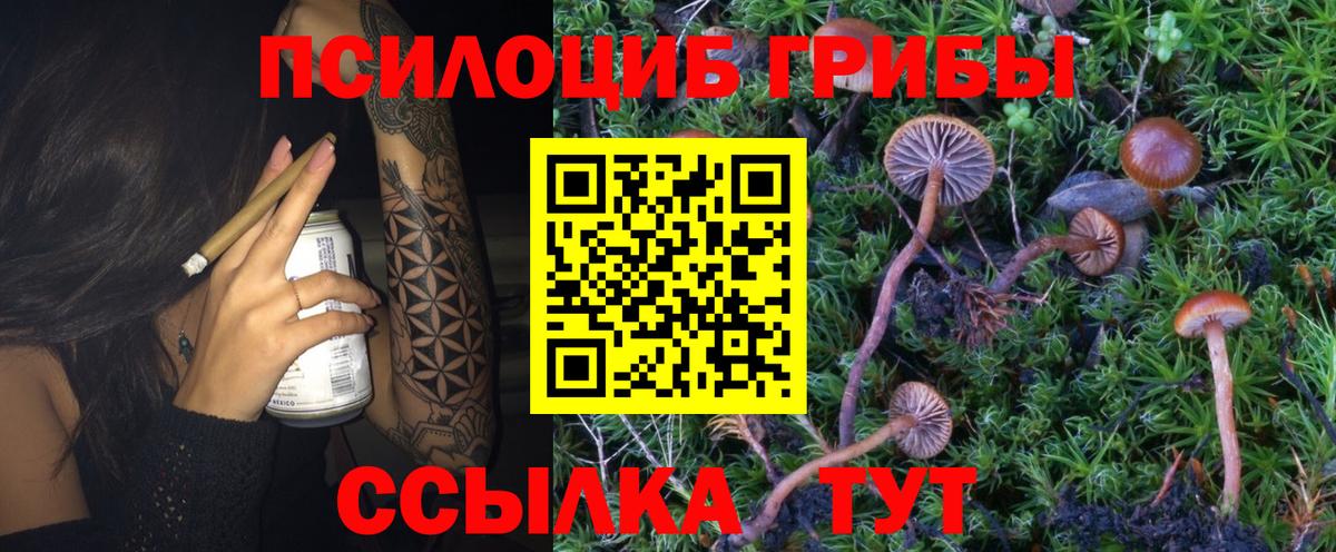 Псилоцибиновые грибы Psilocybe Советск